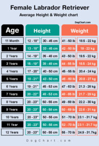 Lab Height & Weight Chart in kg, ib, cm & inches