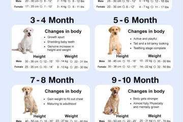 labrador growth rate chart