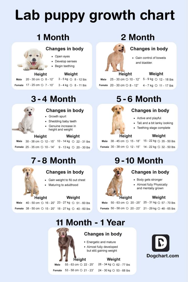 Labrador Puppy Growth Chart - Monthly Growth