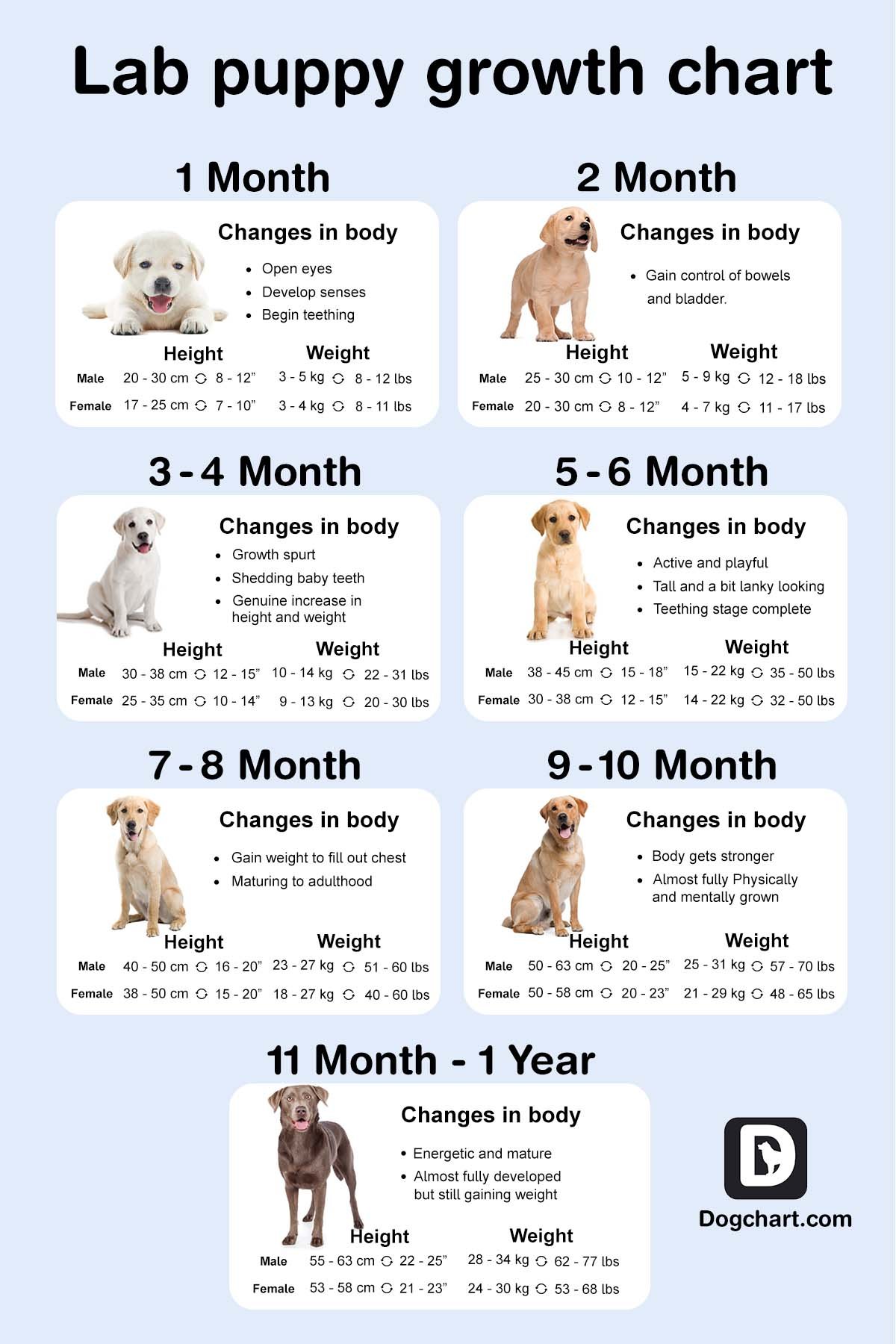 Labrador Puppy Growth Chart in stages