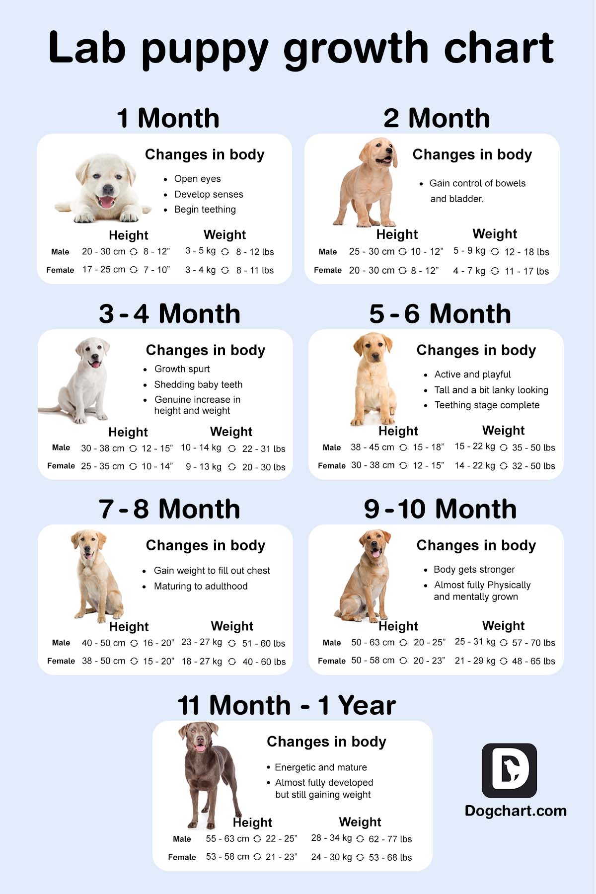 Lab Puppy Growth Chart By Week