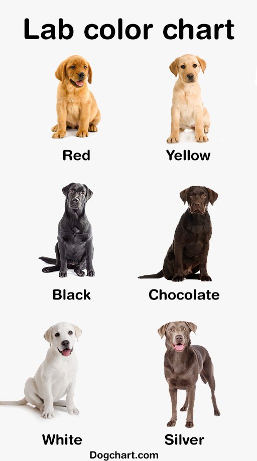 Labrador retriever color chart