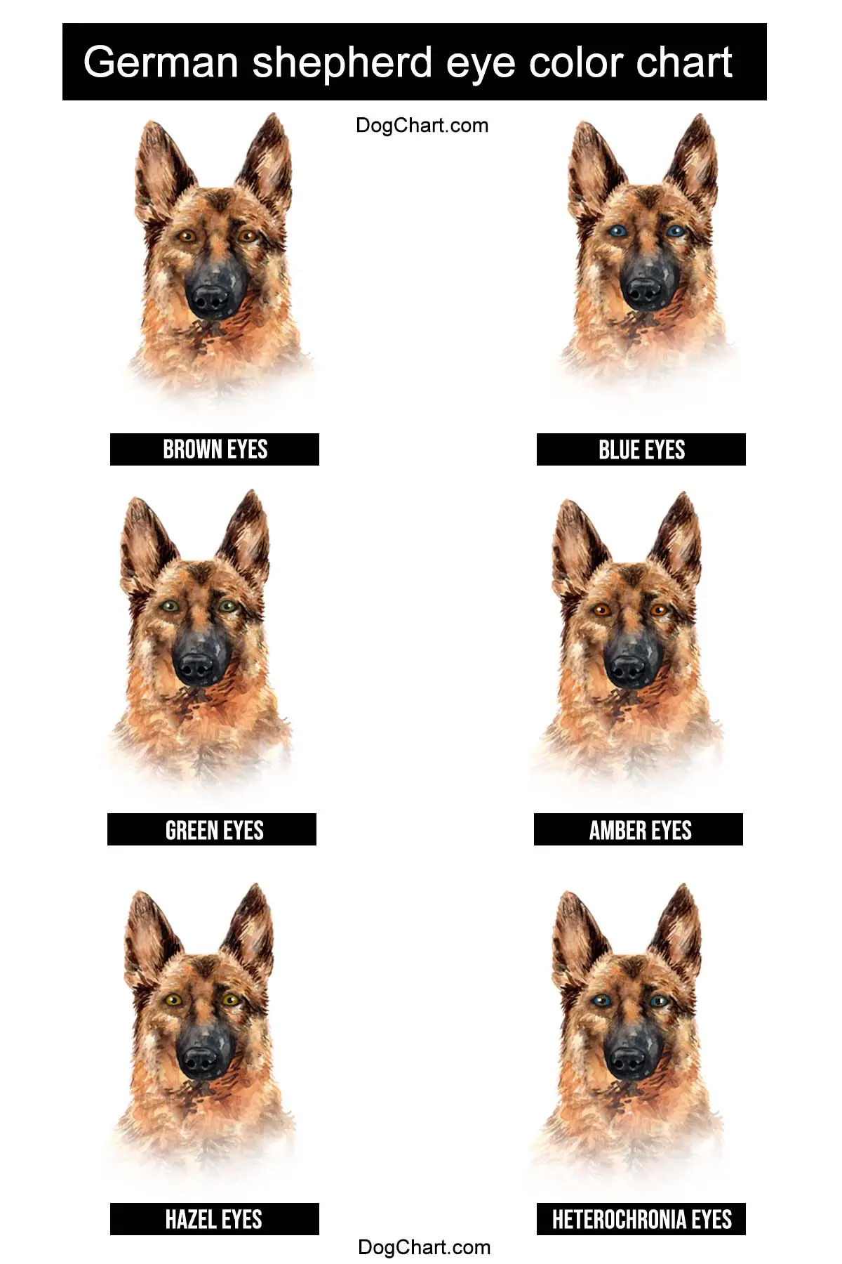 German Shepherd Eyes Color Chart