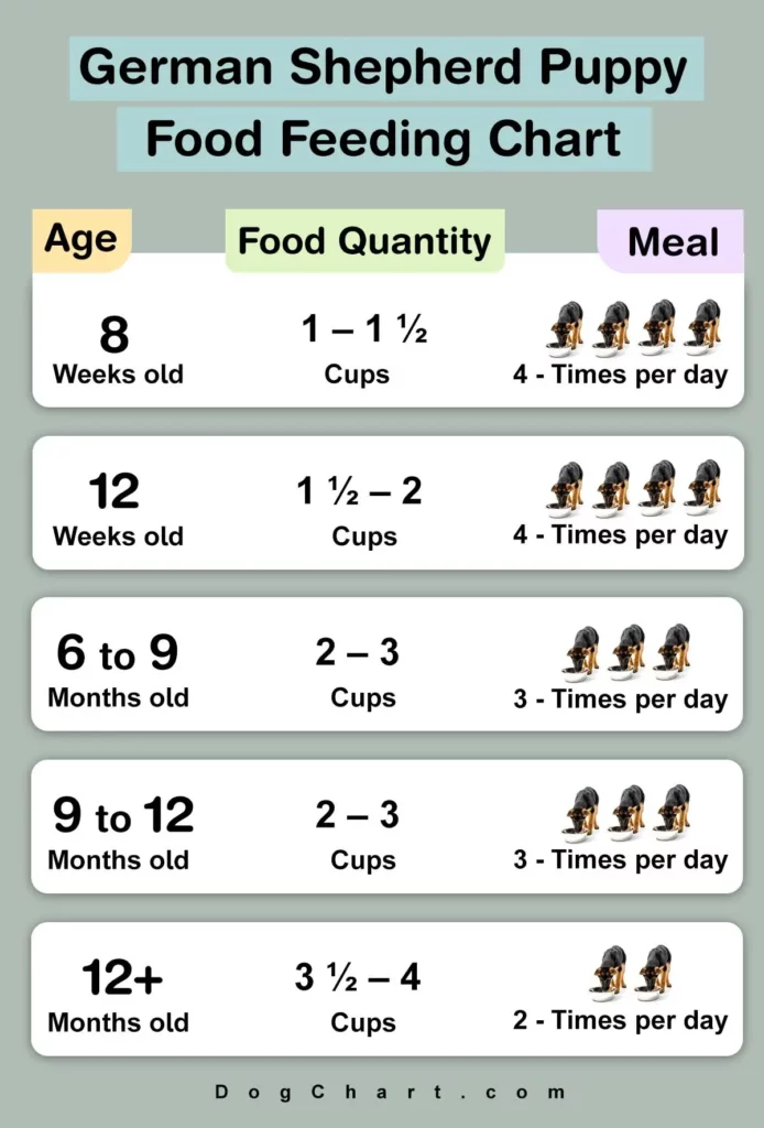 German Shepherd Puppy Food amount & time Chart