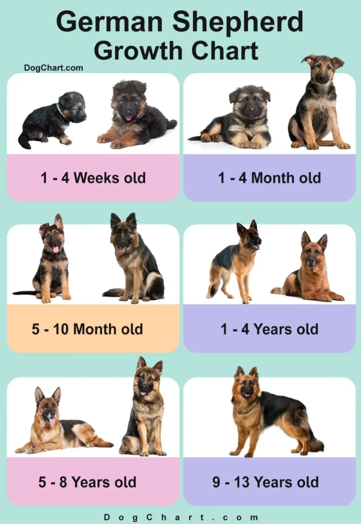 german shepherd growth chart