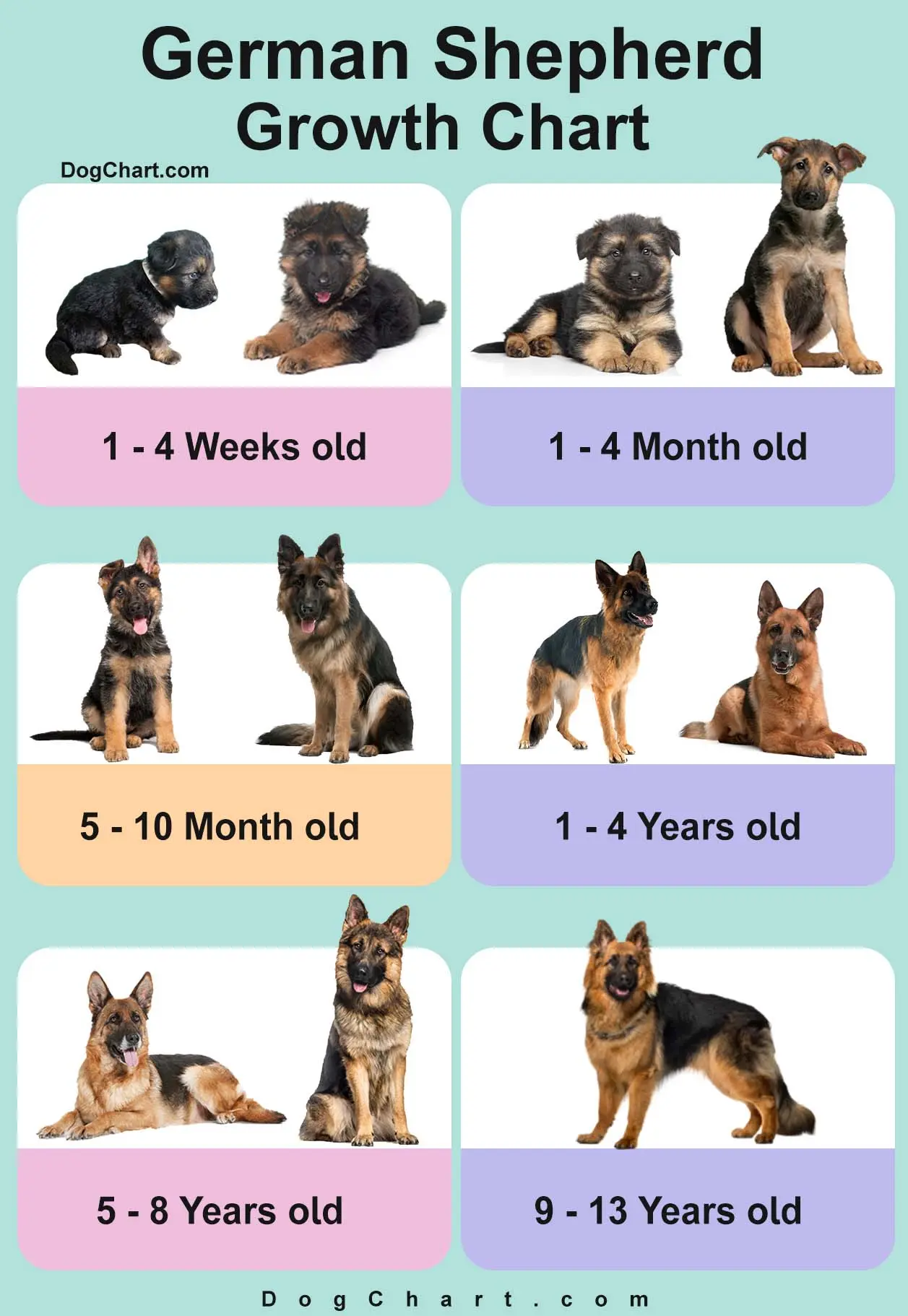 German Shepherd Growth Chart Brief Guide of Growth Stages