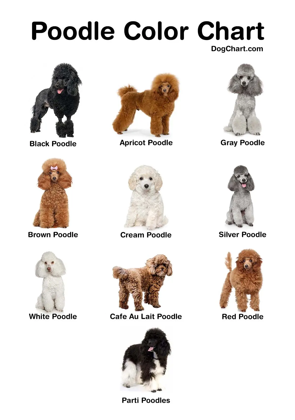 Poodle Color Chart Common and Rarest Breeding Colors