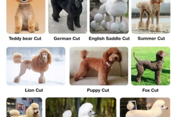 poodle hair cuts style chart