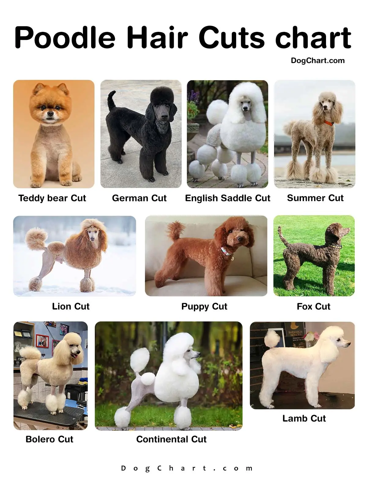 Poodle Haircut Chart DogChart