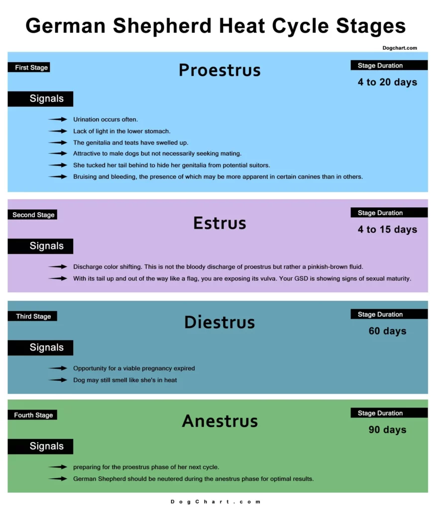 Female German Shepherd Heat Cycle Chart