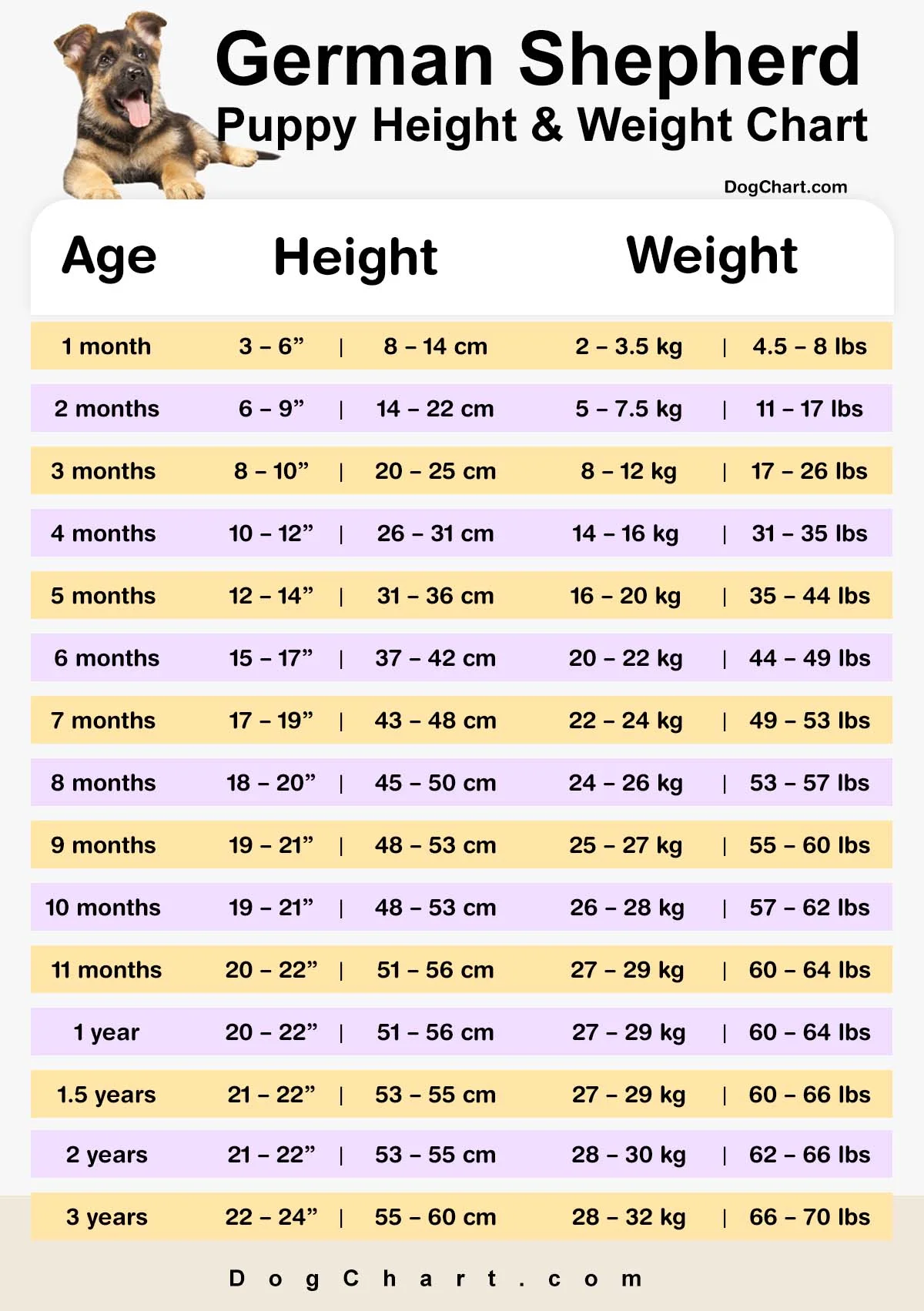 German Shepherd Puppy Height and Weight Chart in Kg & lbs