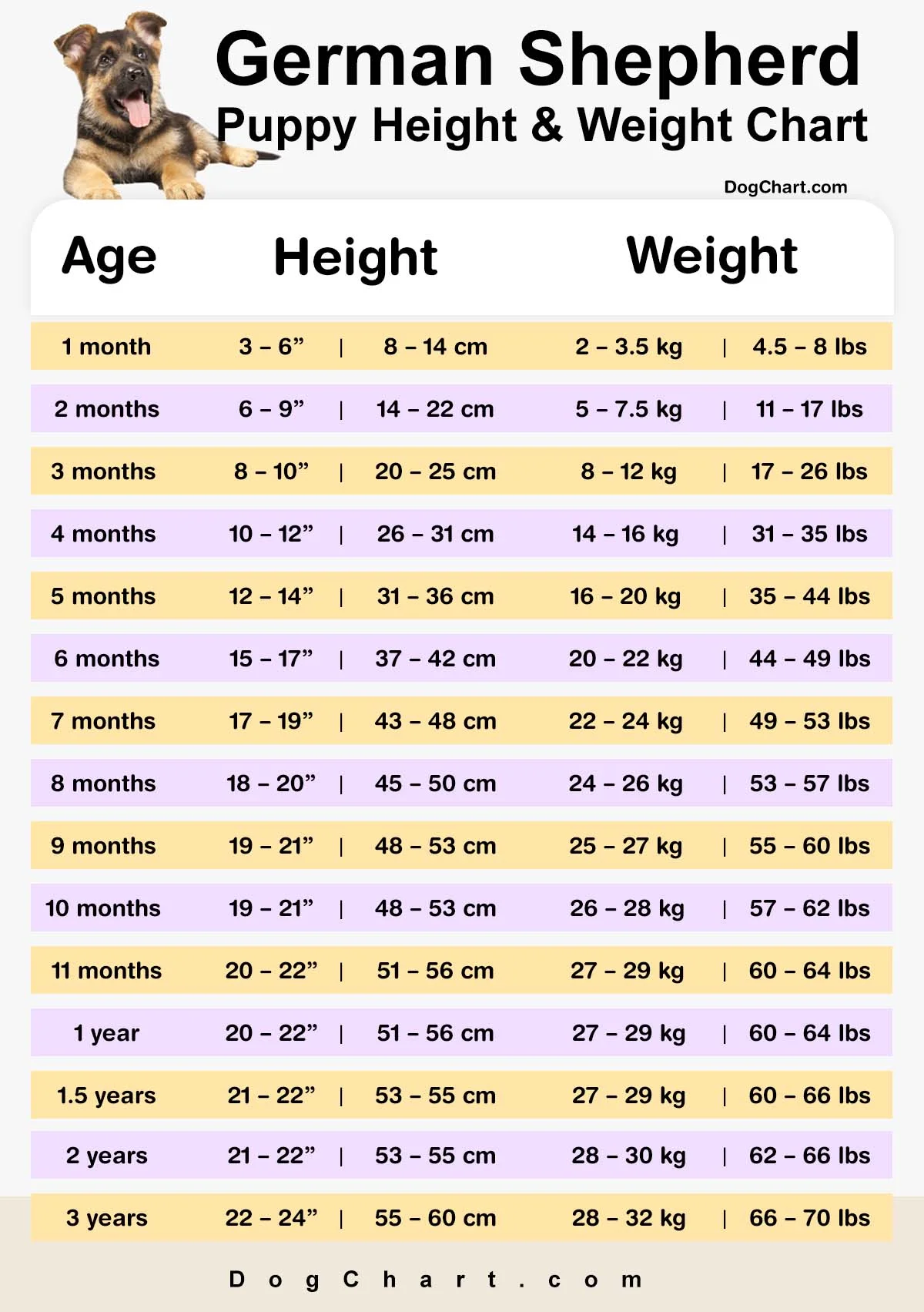 German Shepherd Puppy Weight Chart: Month by Month Growth