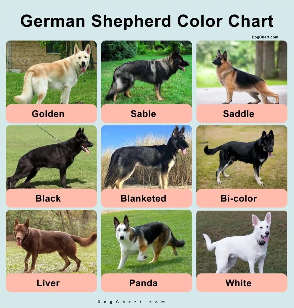 German shepherd color chart