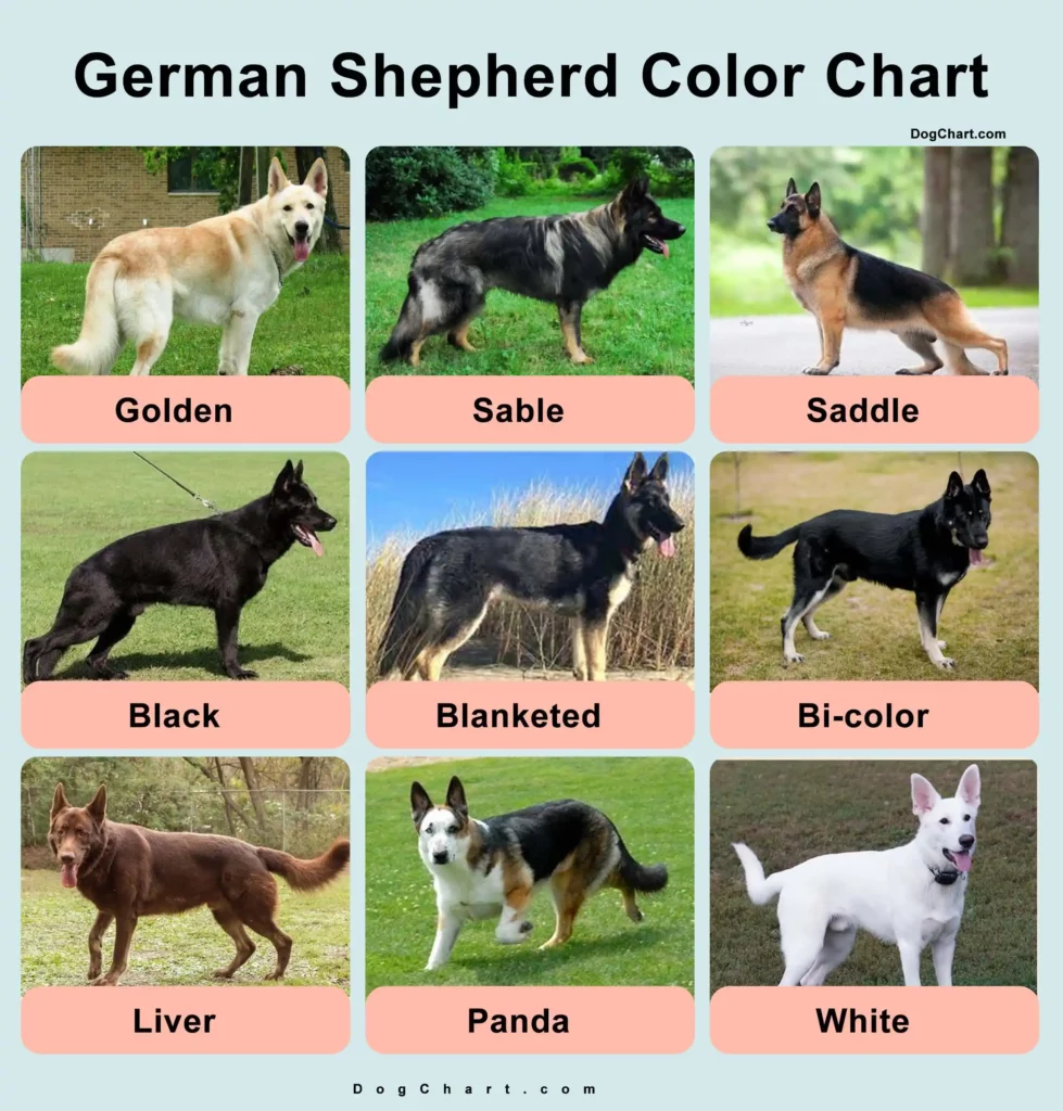 GSD Color Chart - A Comprehensive Coat Colors Chart