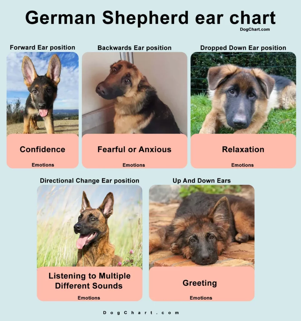 German shepherd ear chart