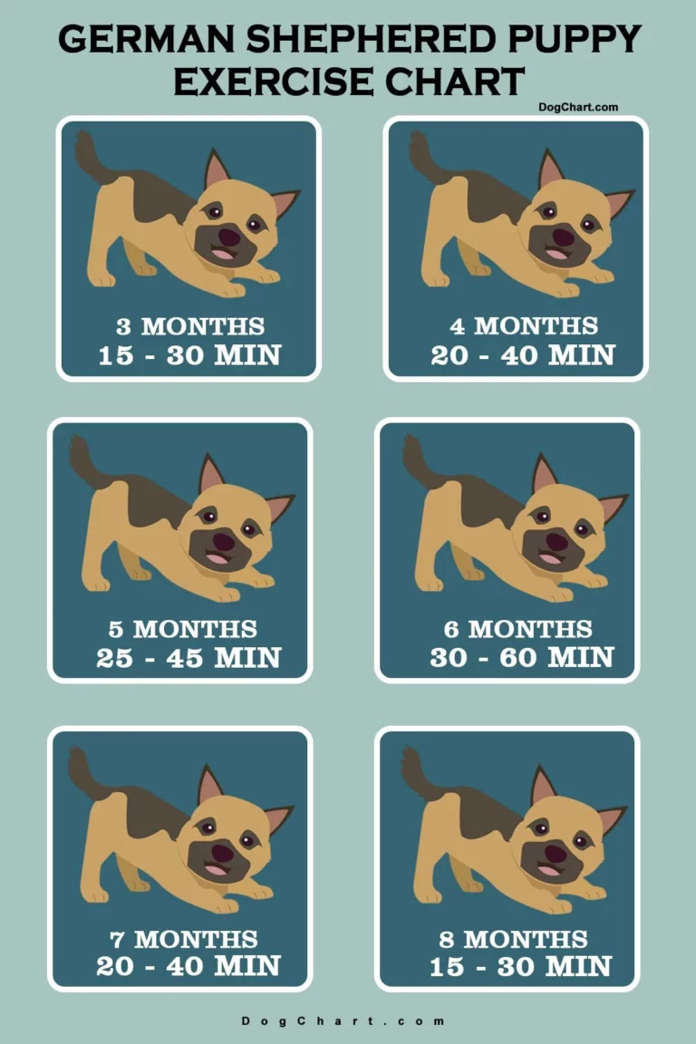 German Shepherd Puppy Exercise Chart germen shepherded puppy exercise time chart