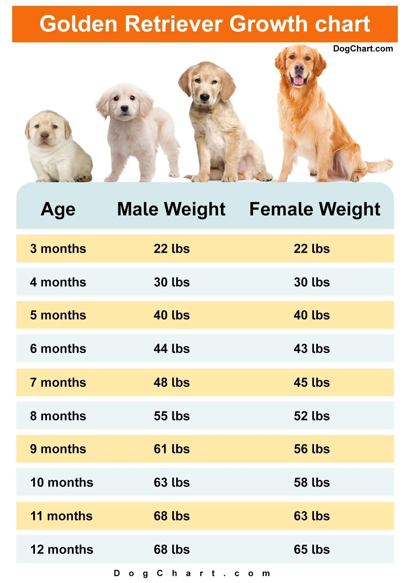 Golden Retriever Growth Chart by month Growth Stages