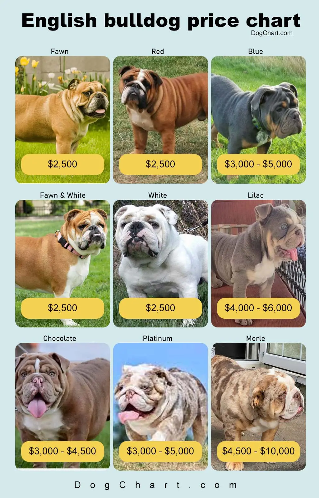 English Bulldog Price Chart Popular & Rarest Color Price