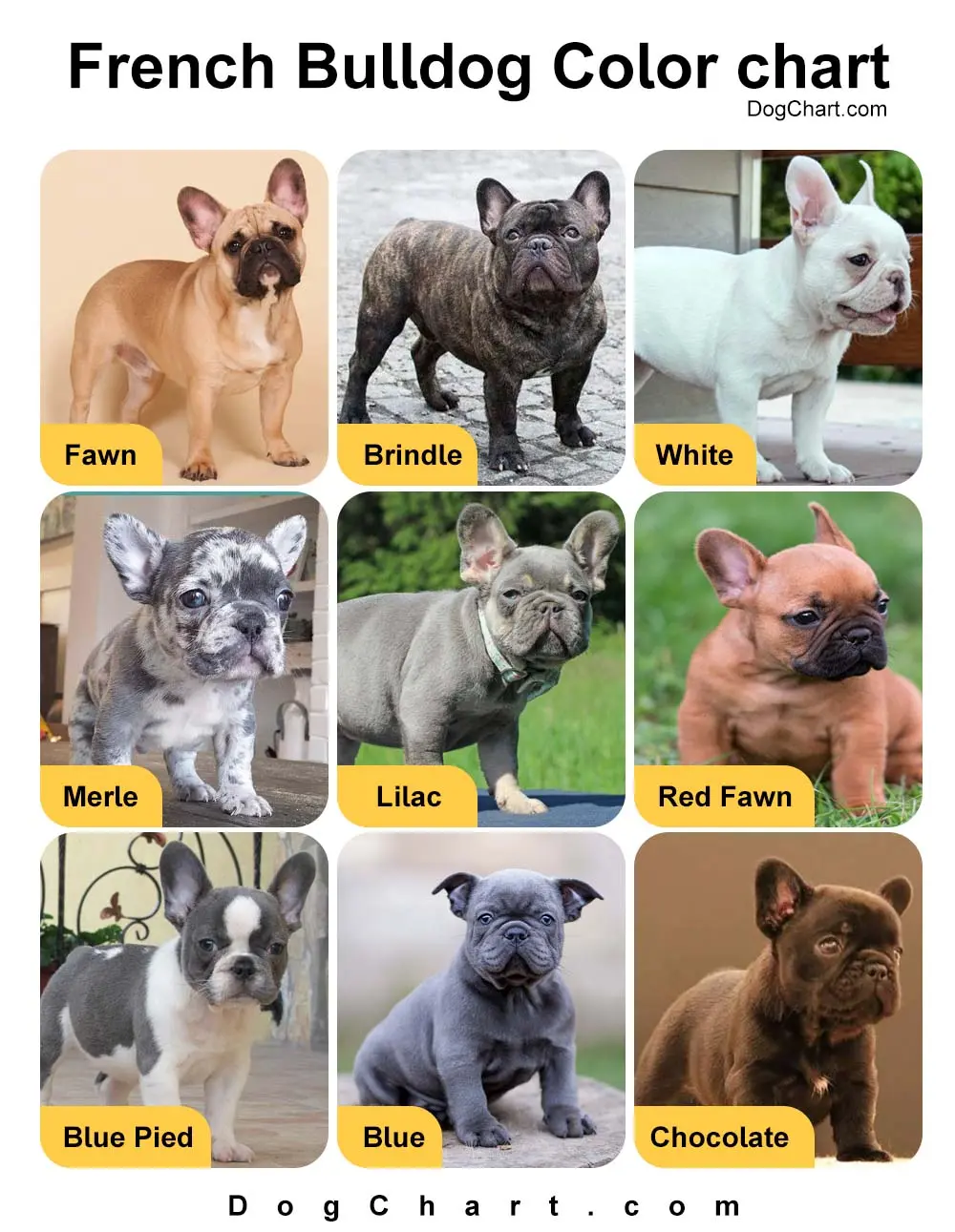 French Bulldog Color Chart Rare & Common DNA Colors list
