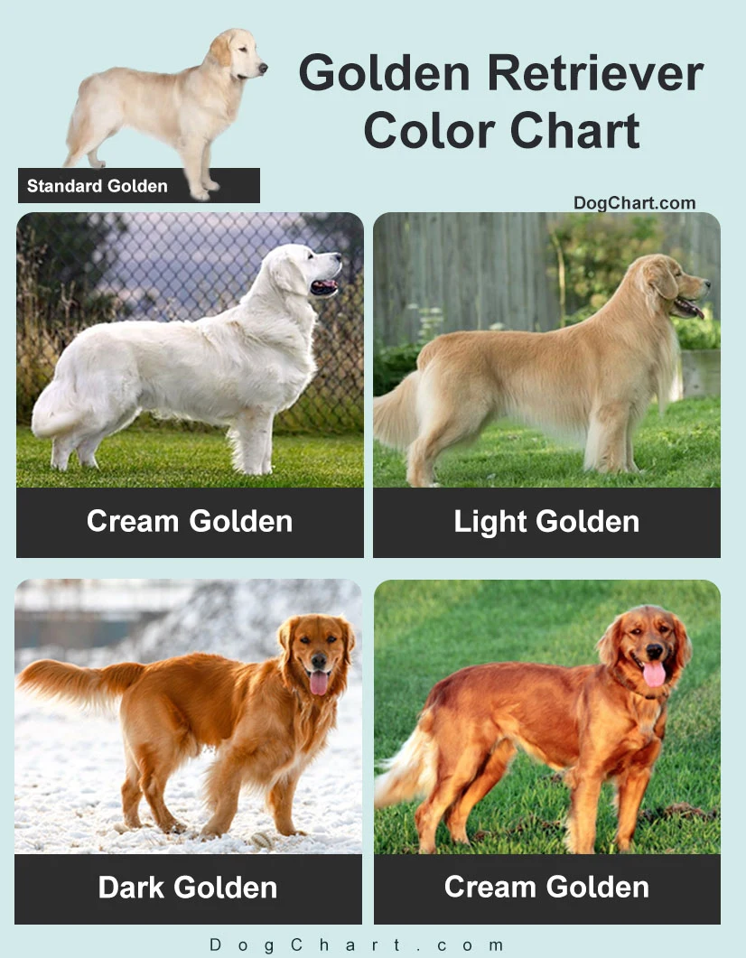 Golden Retriever Color Chart