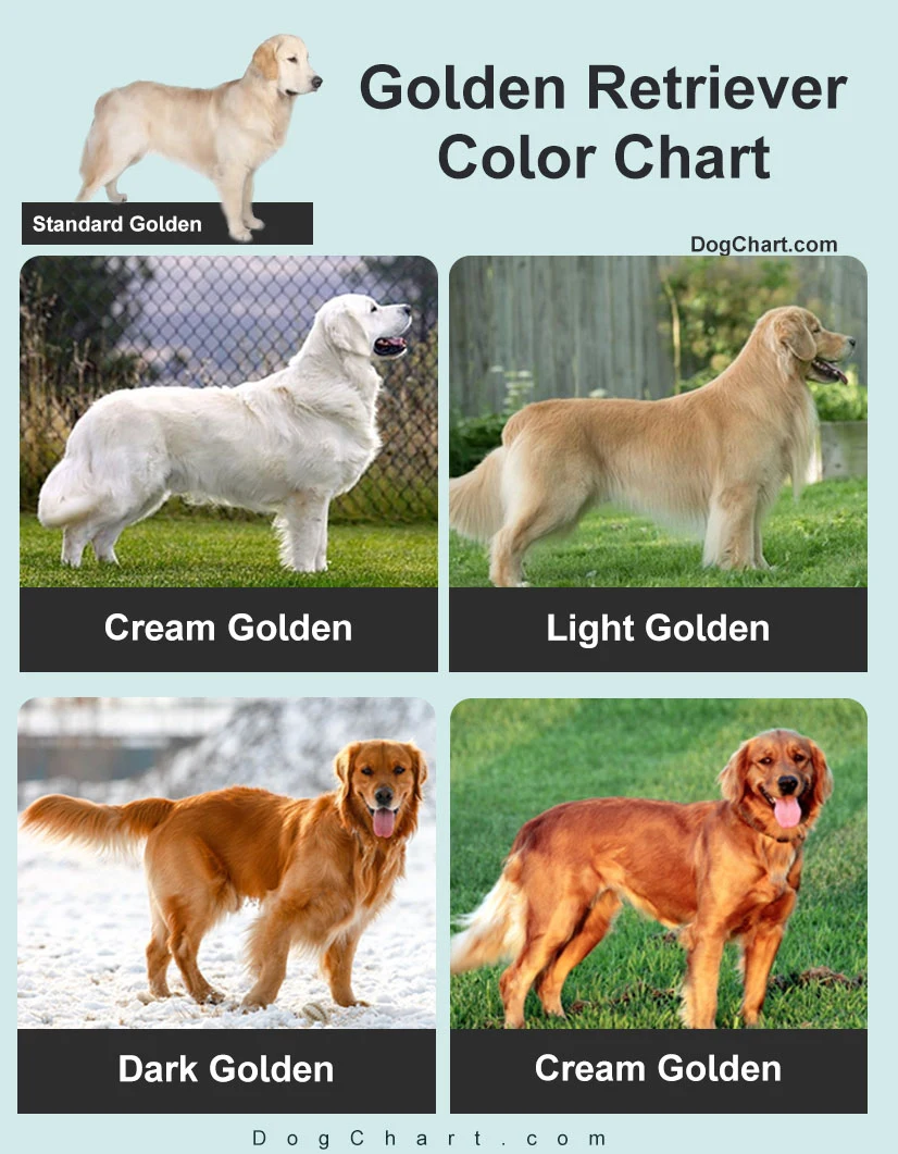 Golden Retriever Color Chart Coat Colors list