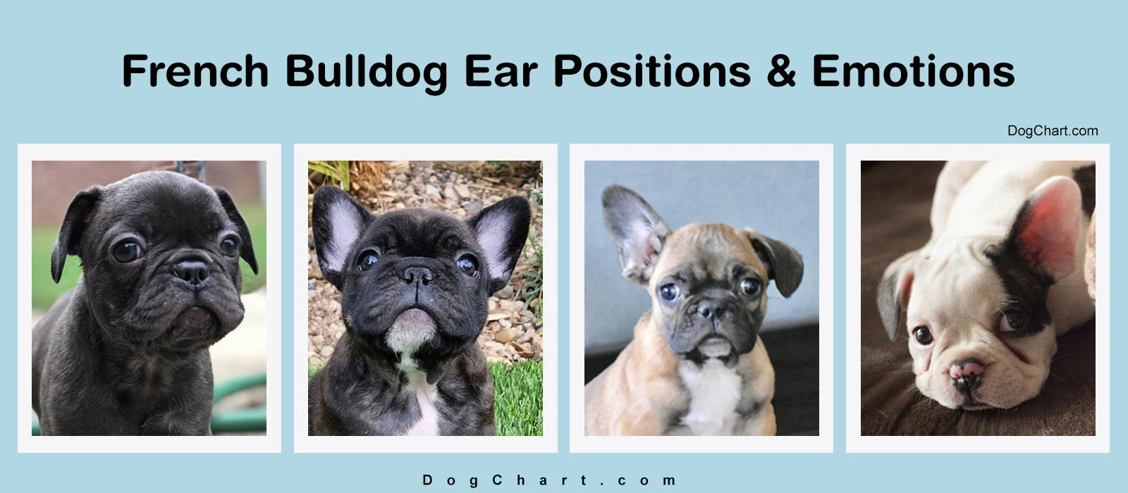 French bulldog ear positions chart