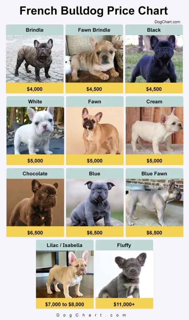 French bulldog price chart