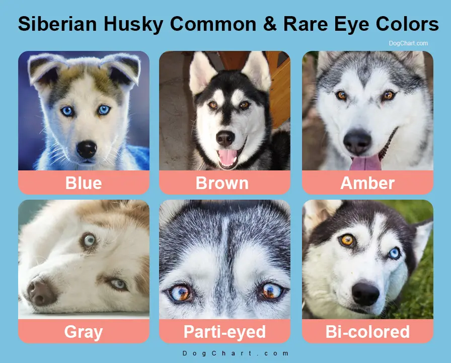 🦮 Siberian Husky Eye Color Chart Common, Popular & Rare