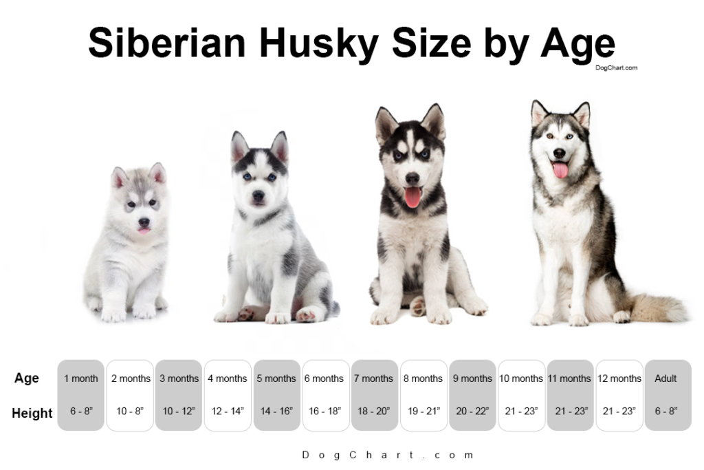 Siberian husky size chart by age