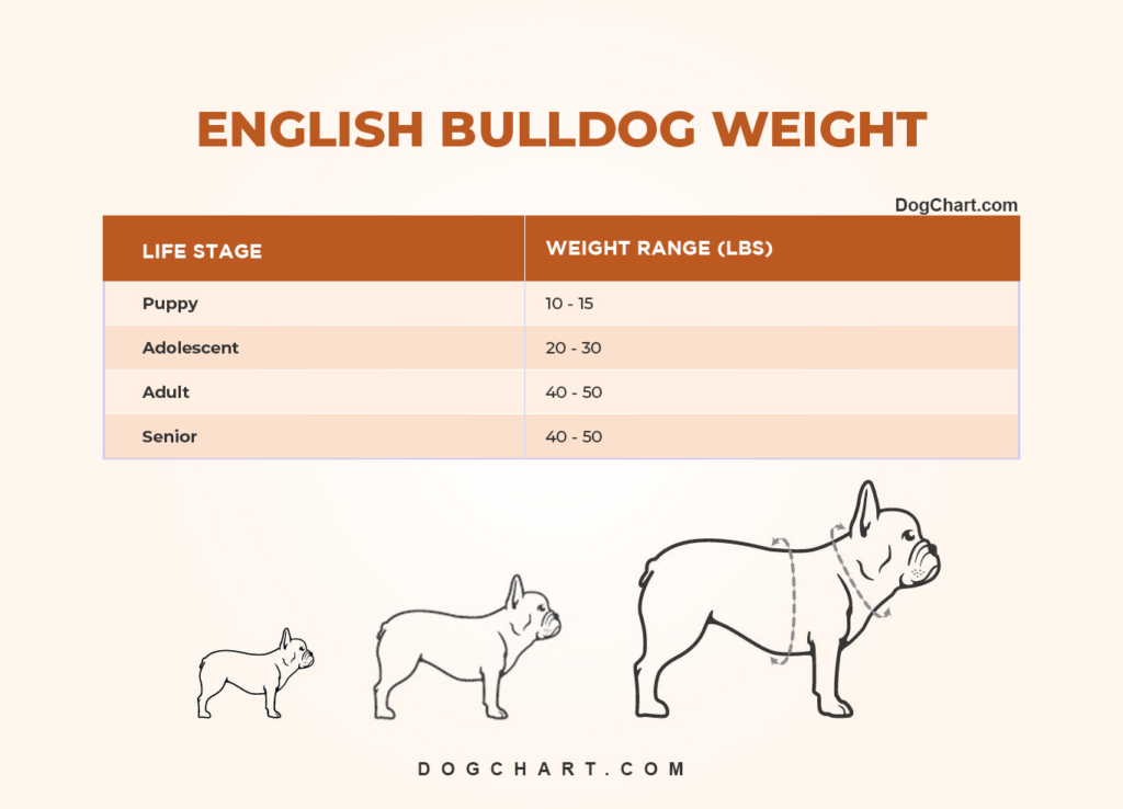 English Bulldog Weight Chart by life stages in LBS