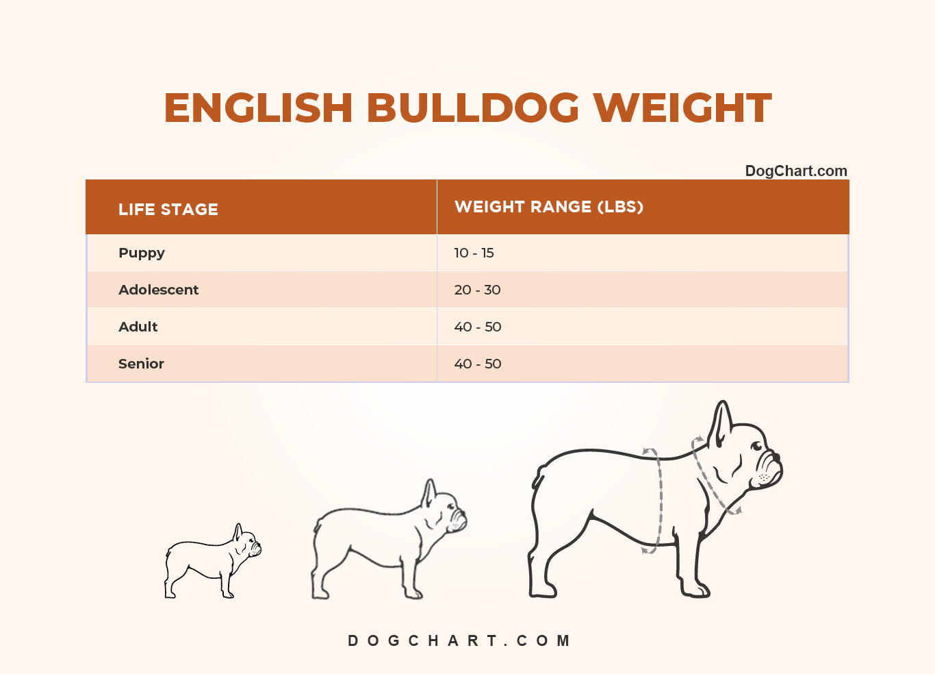 English Bulldog Weight Chart in KG, lbs by Life Stages