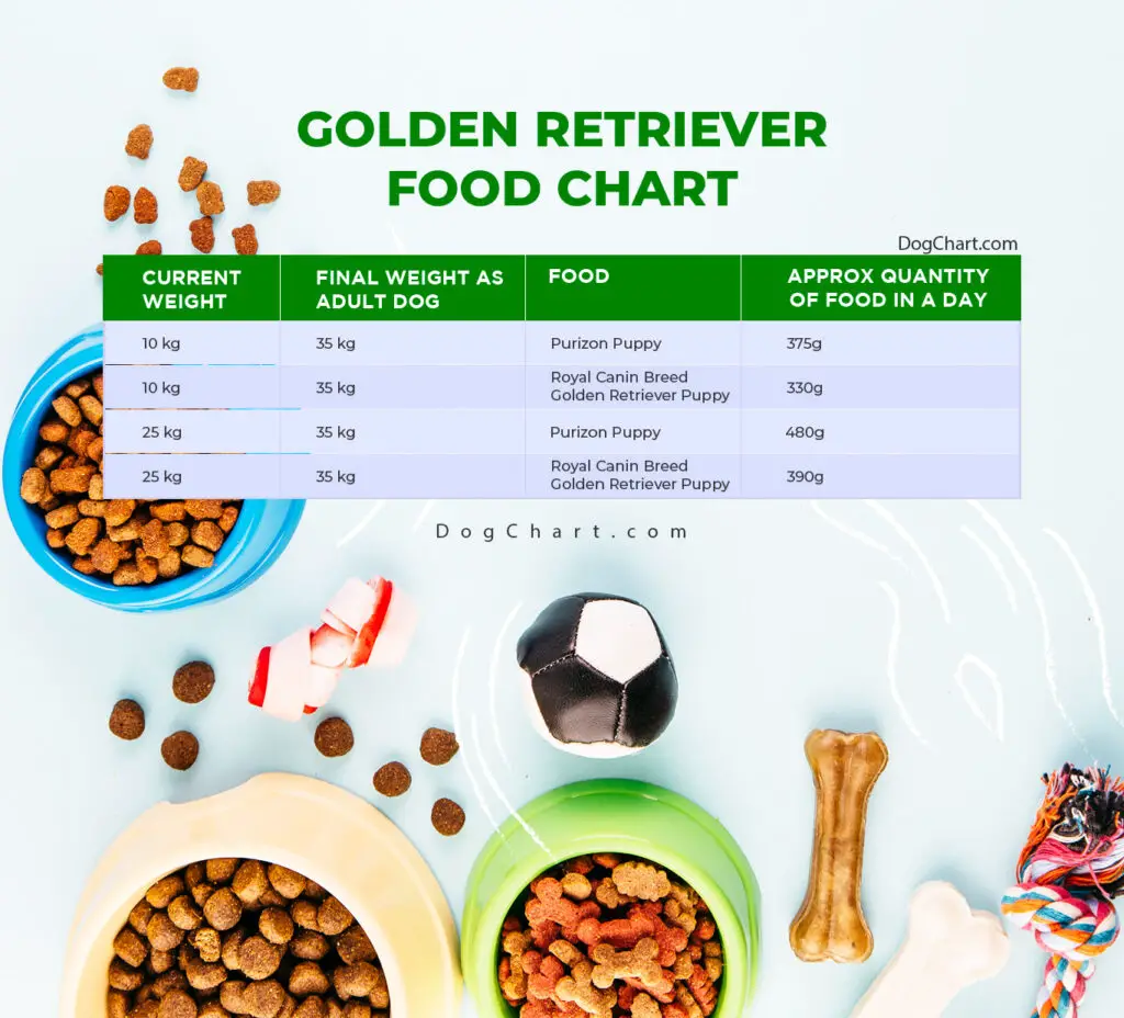 Golden Retriever Food Chart By Age Per Day Feeding