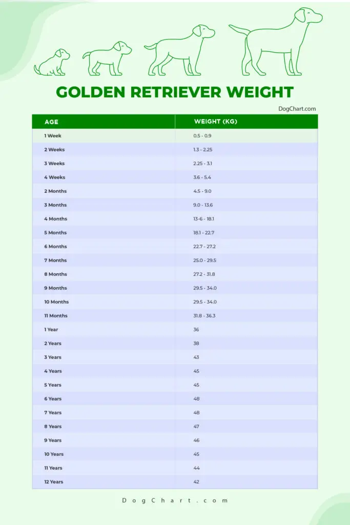 Golden retriever weight chart