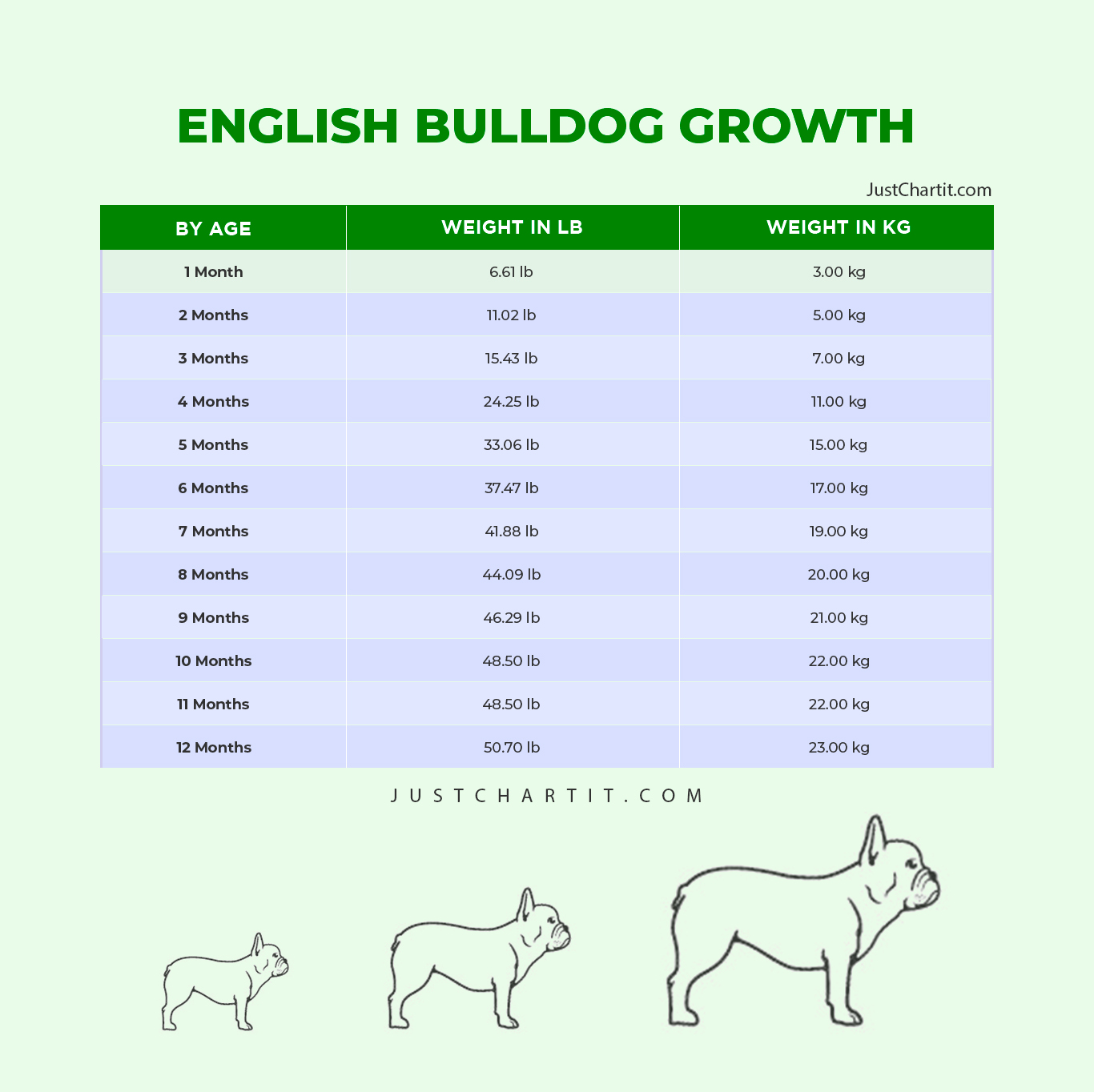 Growth Chart of English Bulldog