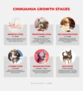 Chihuahua Growth Chart By Age Growth Stages and Body Changes