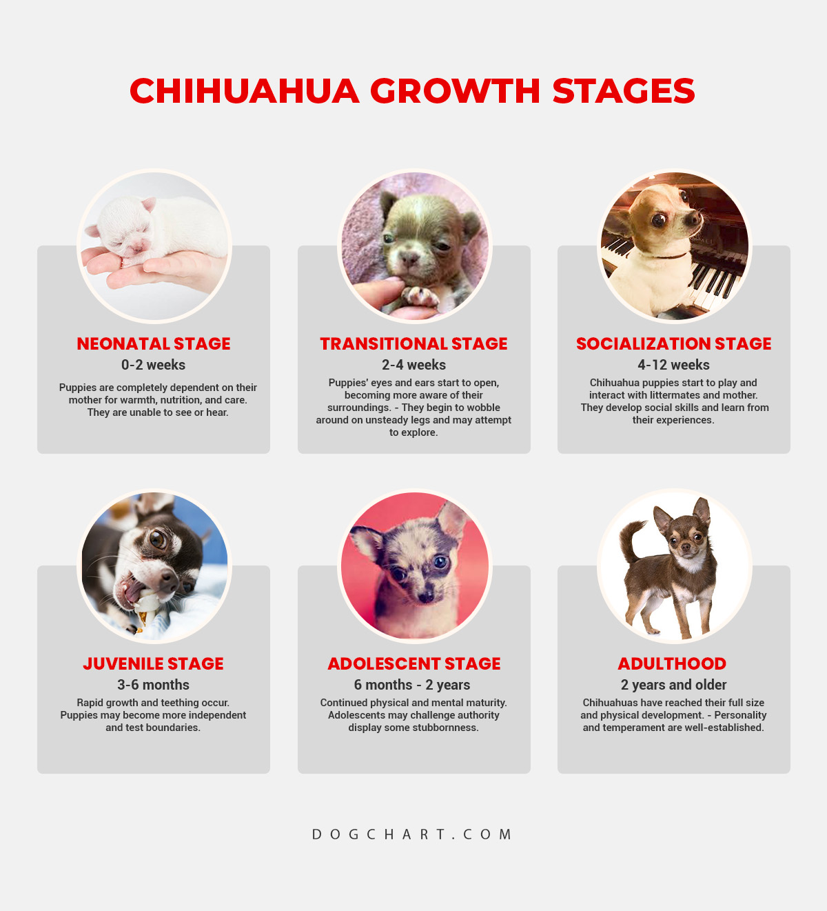 chihuahua growth Stages chart