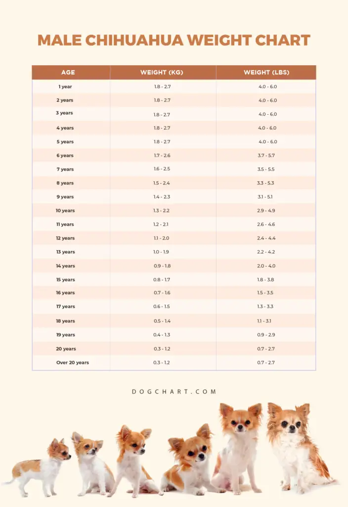 male chihuahua weight chart