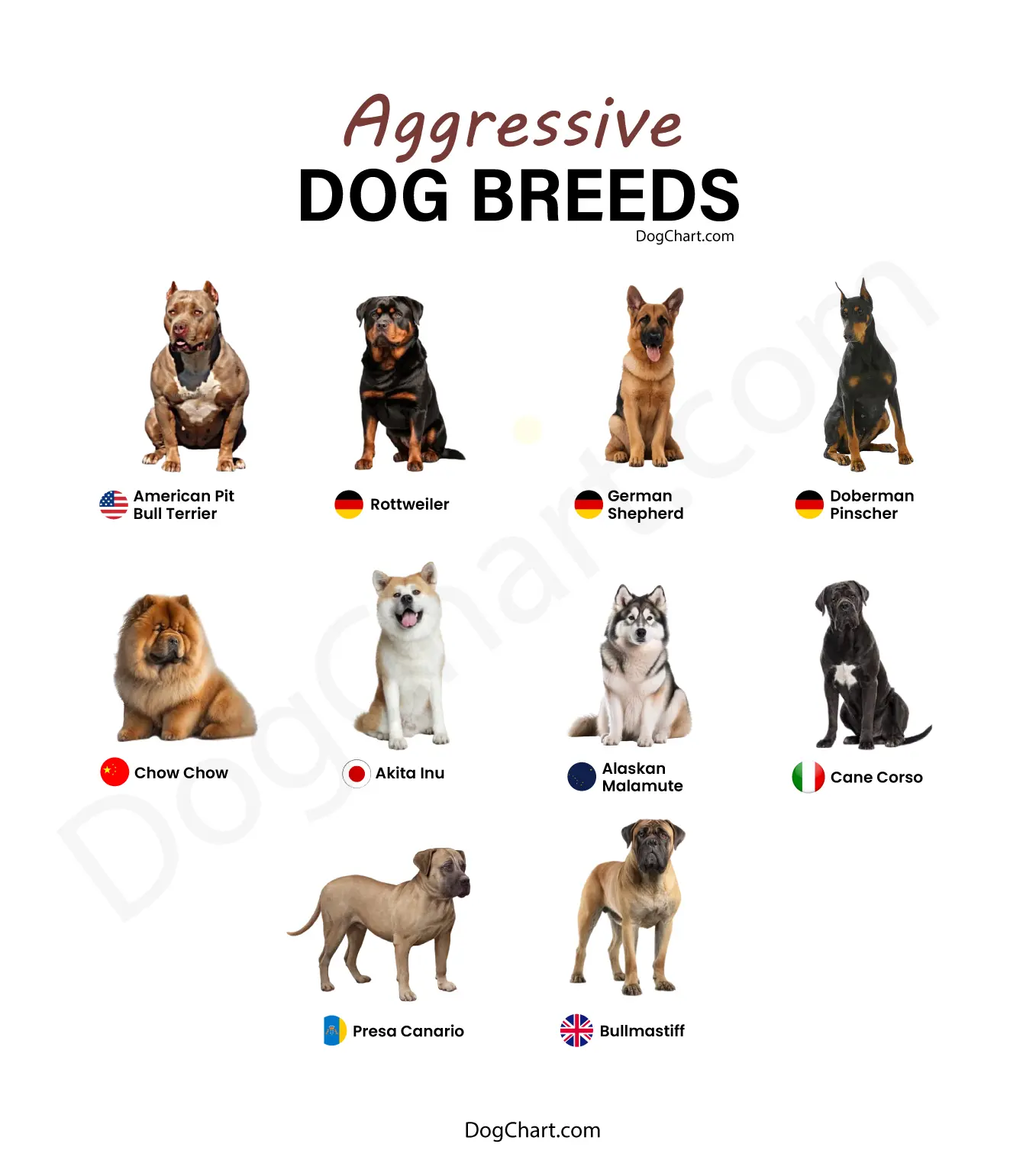 Aggressive Dog Breeds Most aggressive dog breeds list