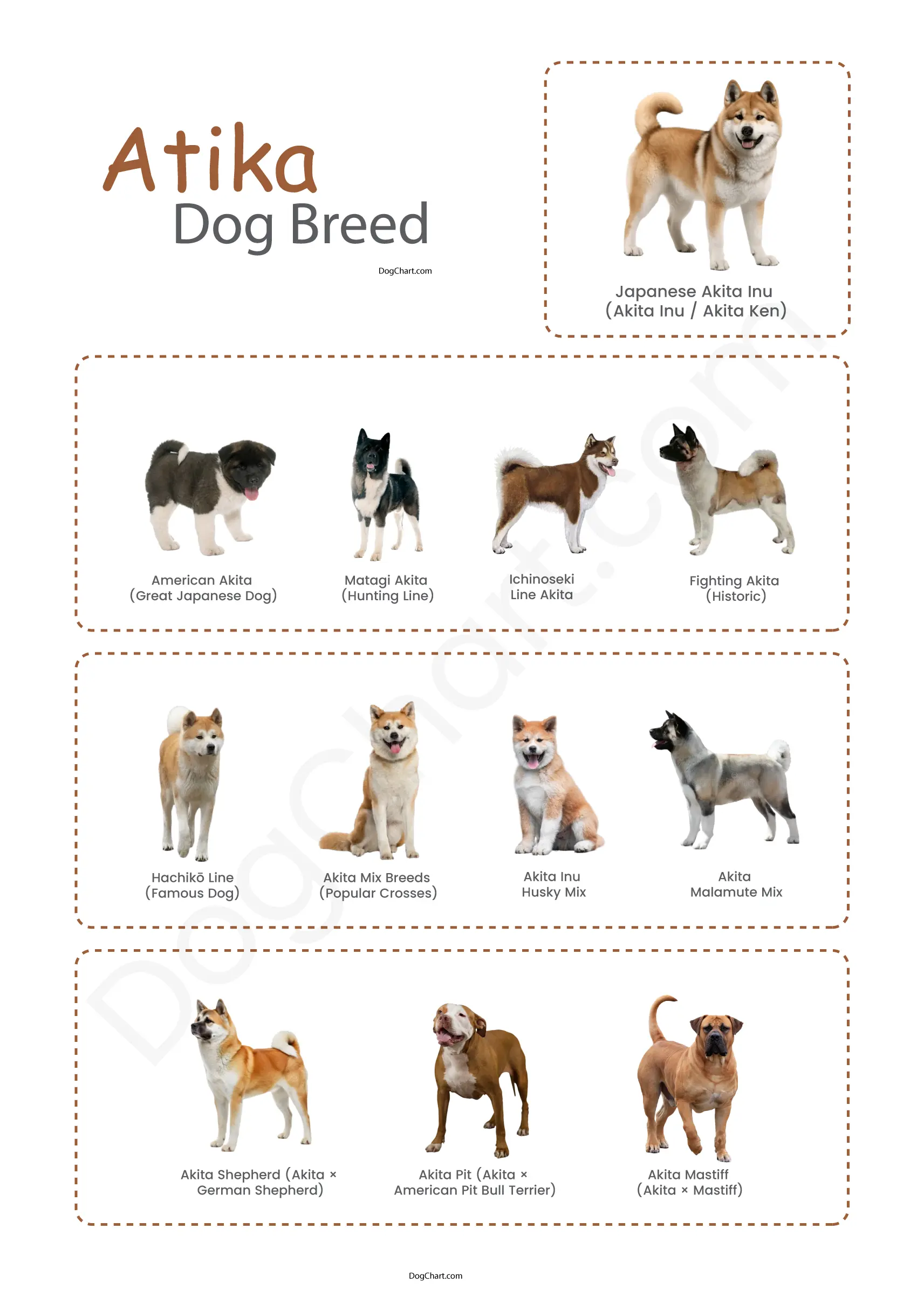 Akita Dog Breed List Akita Dog Breed List with Pictures