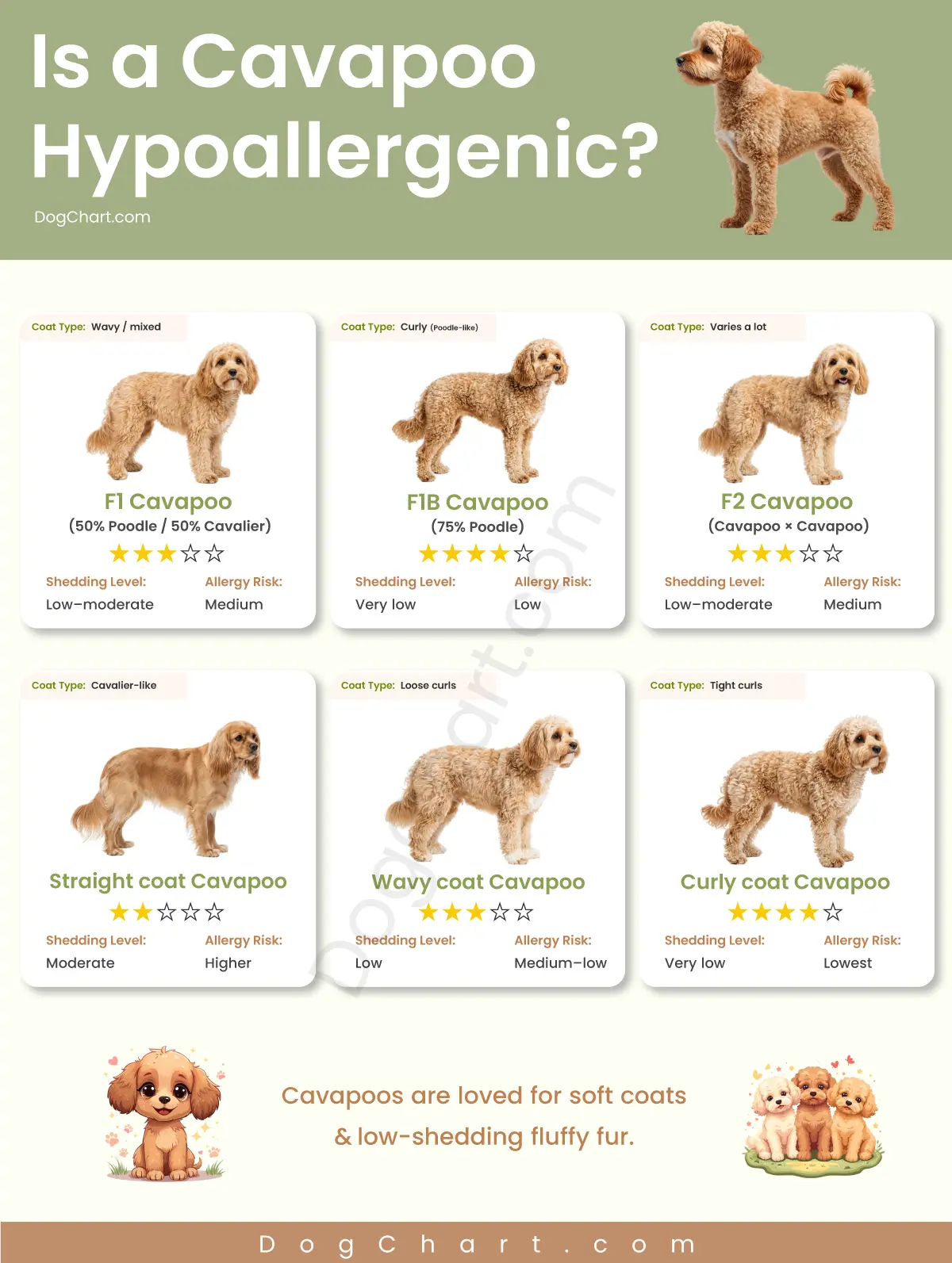 Are Cavapoos Hypoallergenic