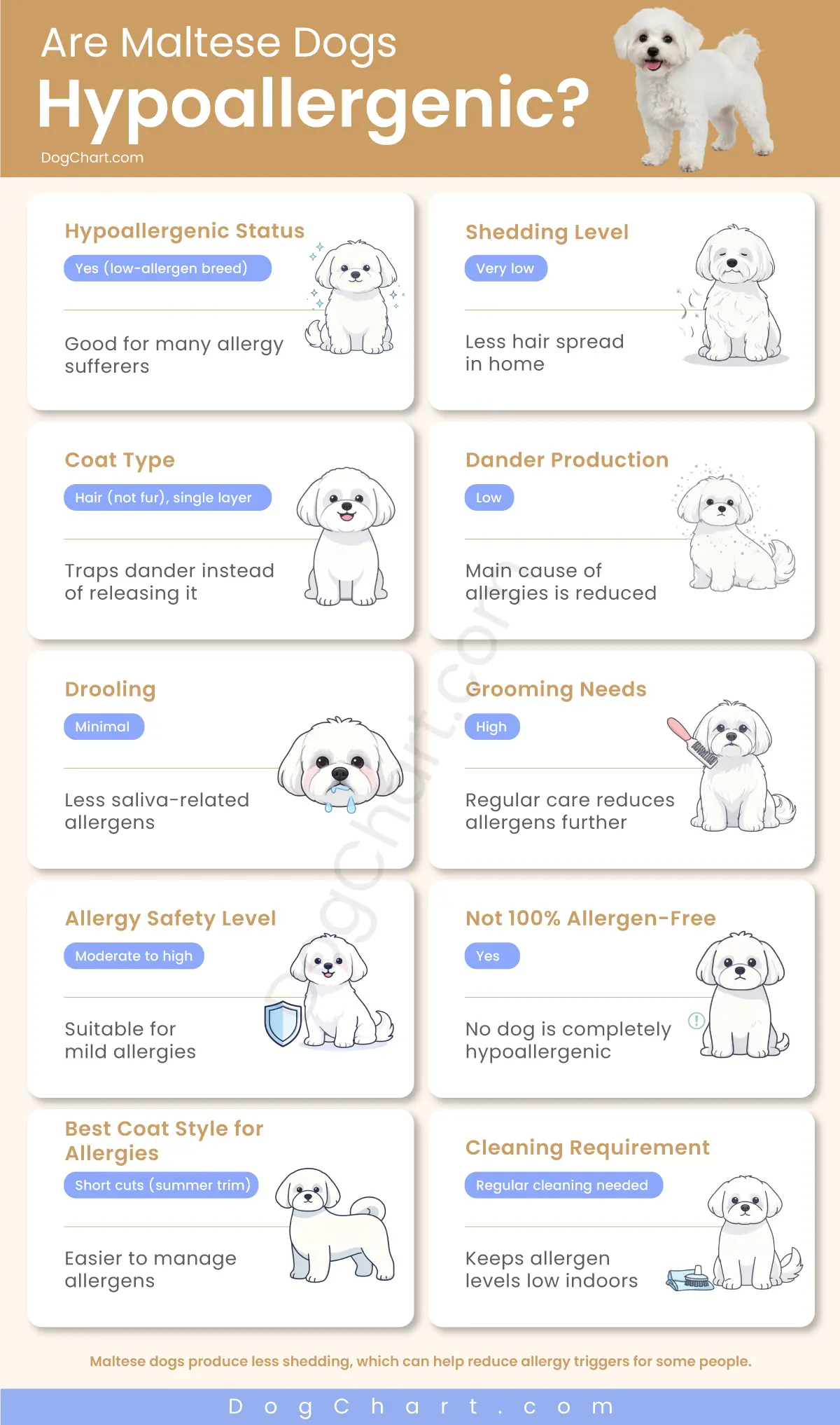 Are Maltese Dogs Hypoallergenic