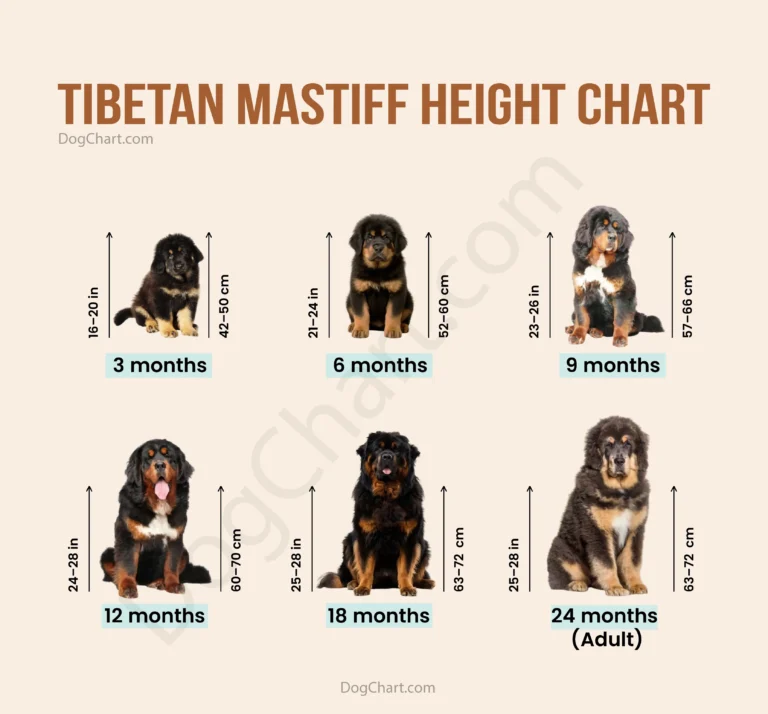 Average Tibetan mastiff height