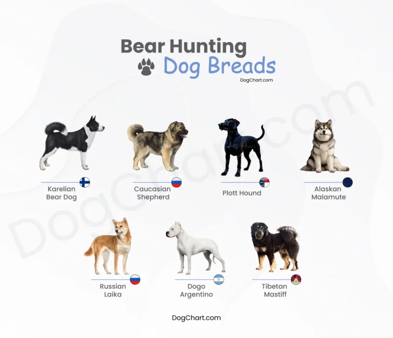 Bear Hunting Dog Breeds