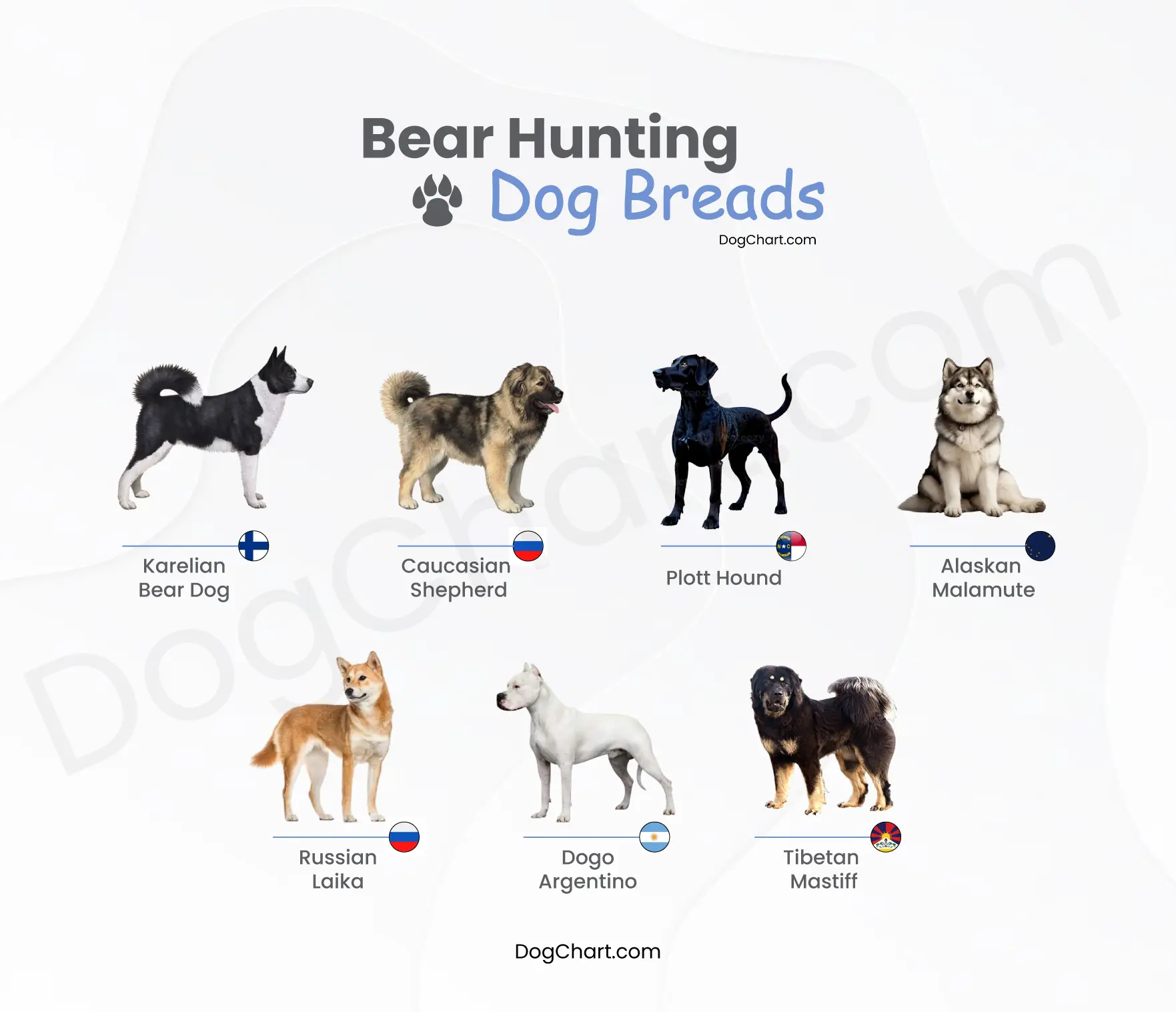 7 Bear Hunting Dog Breeds Bear Hunting Dog Breeds List with Pictures