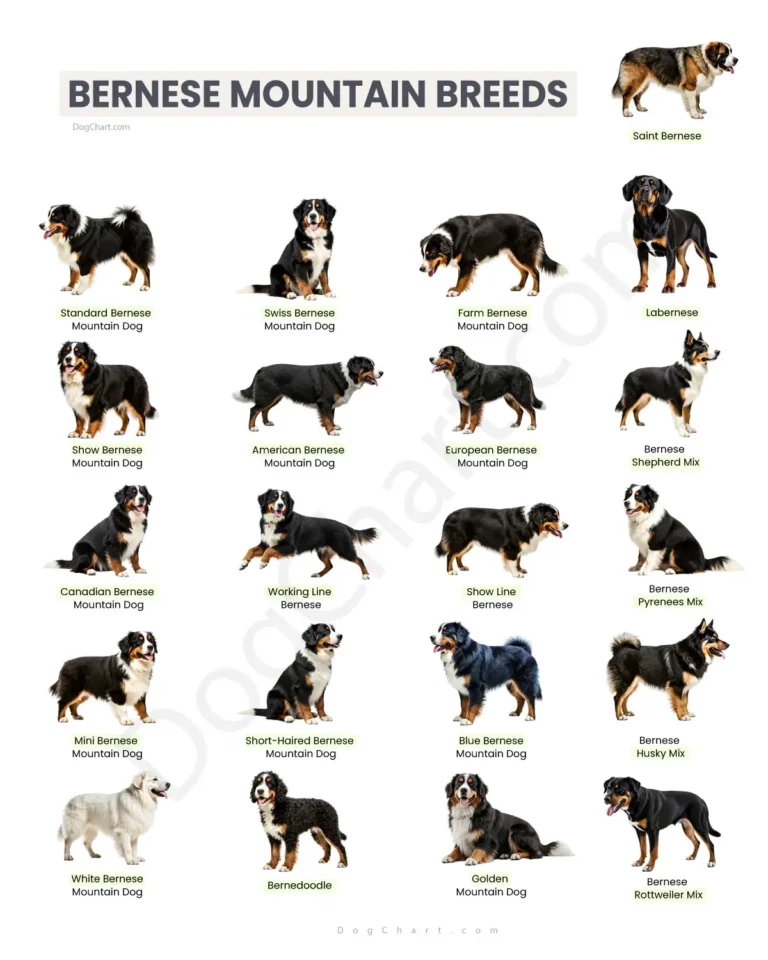 Bernese Mountain Breeds