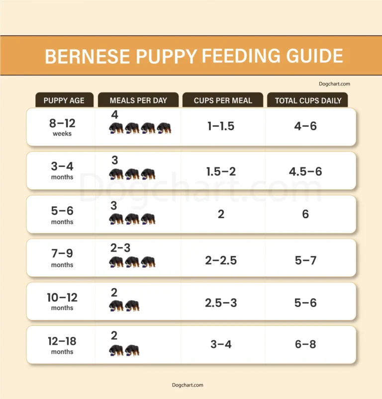 Bernese Mountain Dog Puppy Feeding Chart & Complete Guide Bernese Mountain Dog Puppy Feeding Chart