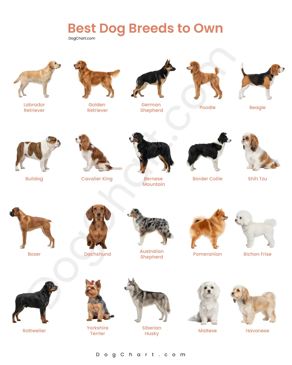Best Dog Breeds to Own