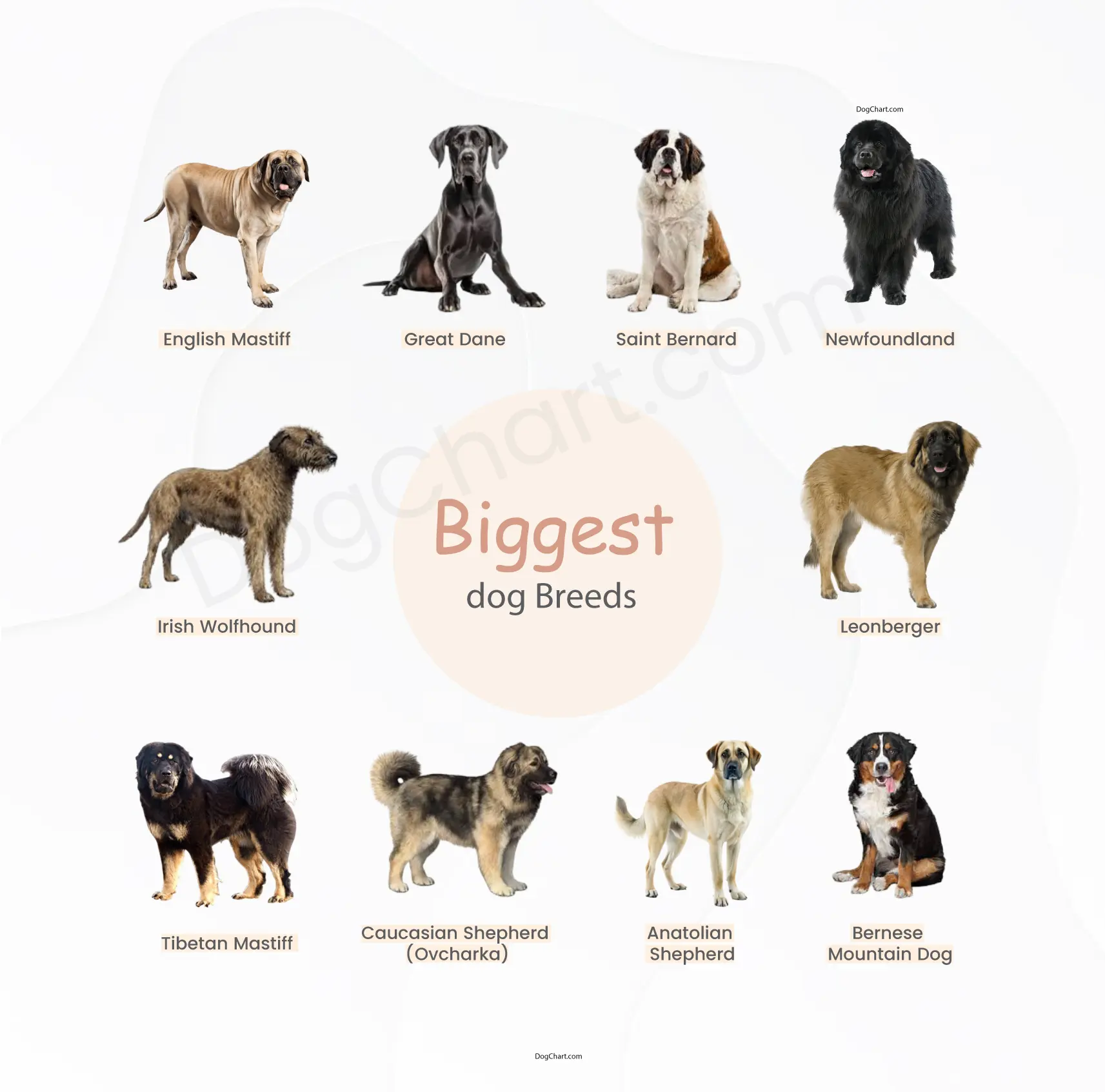 Biggest Dog Breeds Biggest Dog Breeds List with Pictures