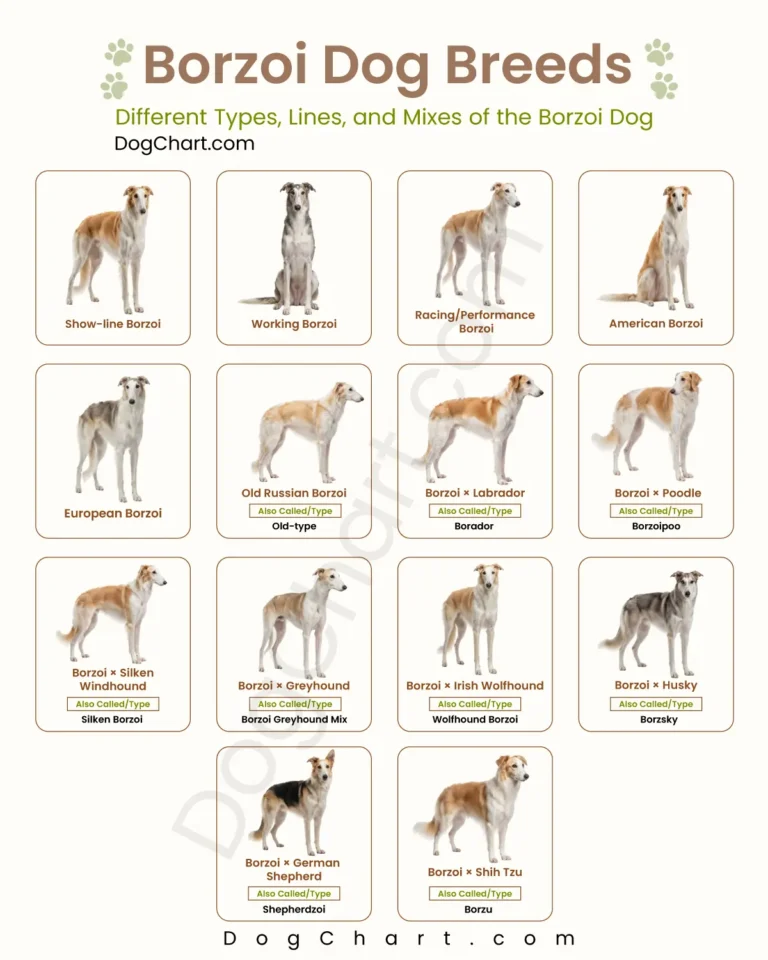 Borzoi Dog Breeds List with Pictures Borzoi Dog Breeds List with Pictures