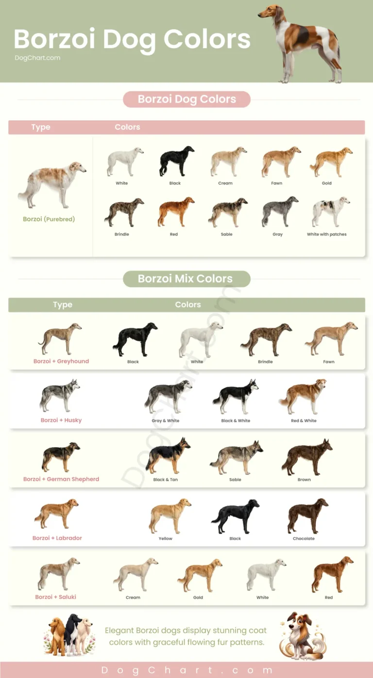Borzoi Dog breed colors